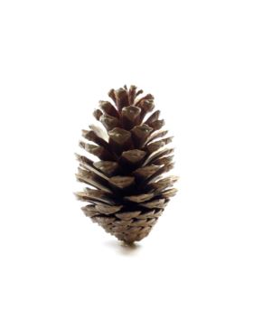 Szyszka naturalna duża - ok.170 mm - 10szt./opak.